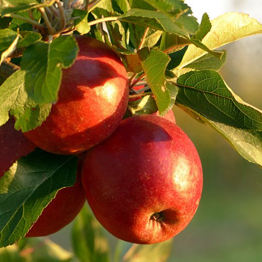 Äpfel