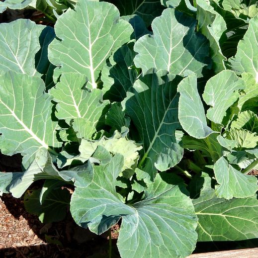Blattkohl (Collard Greens)