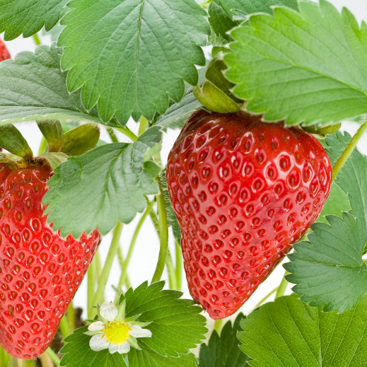 Erdbeeren