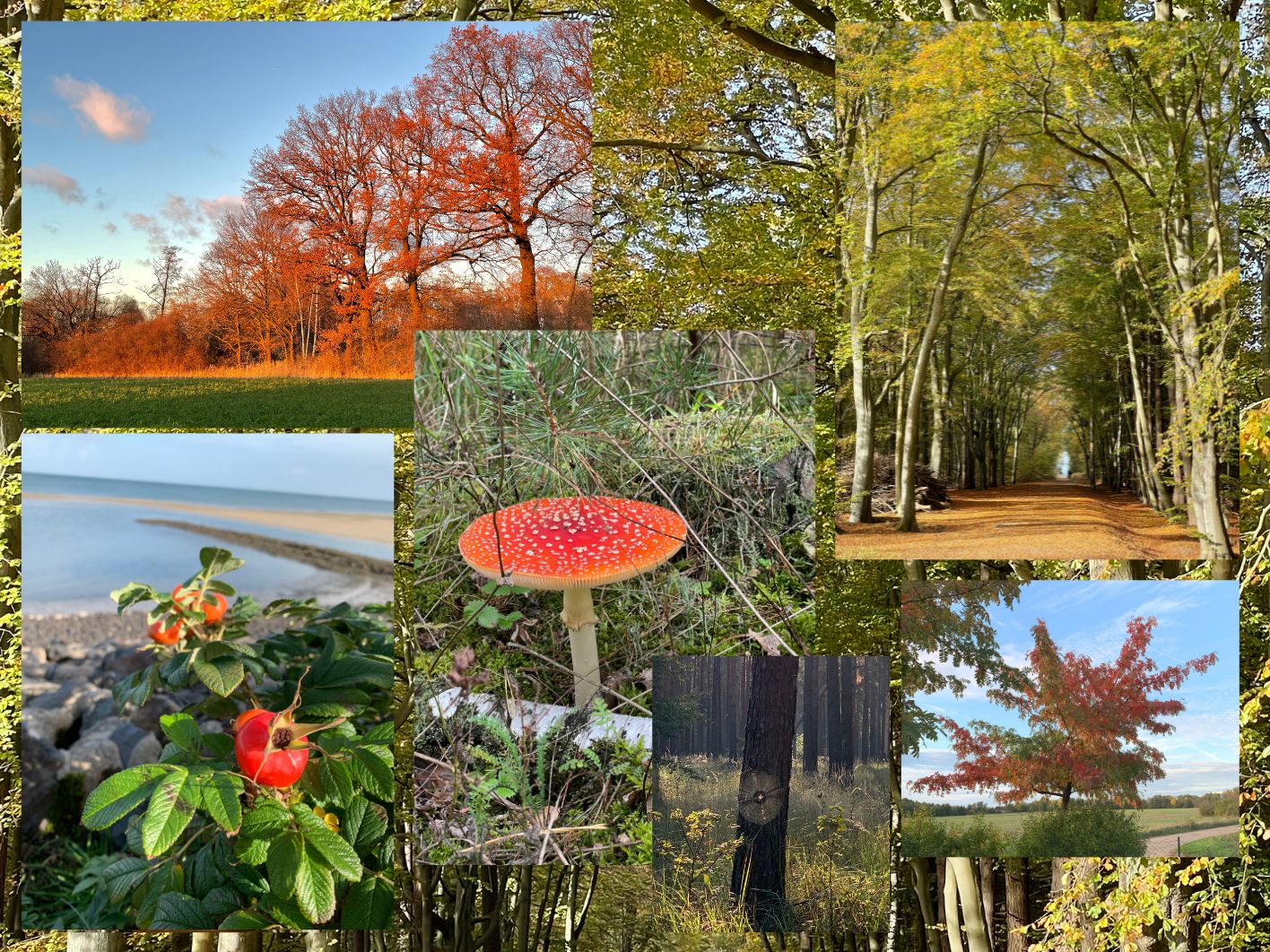 Herbst 1 1416 1062 px